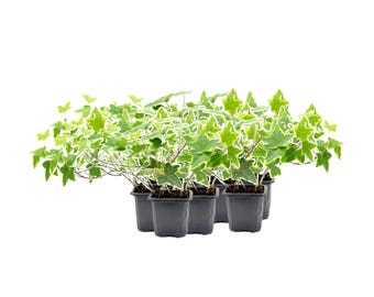 10-PK of English Ivy ‘Goldchild’ (10 Count) - Variegated Trailing Plant, 3-inch Pot, Easy-Care Live Houseplant for Hanging Baskets & Indoor