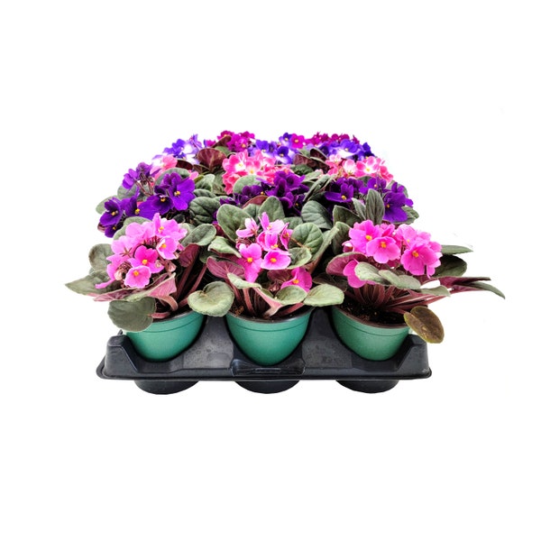 Wholesale, Bulk Flowering African Violet, Saintpaulia ionantha, Assorted Colors - Event Décor, Volume Discount, Retail - 6 4" Pots