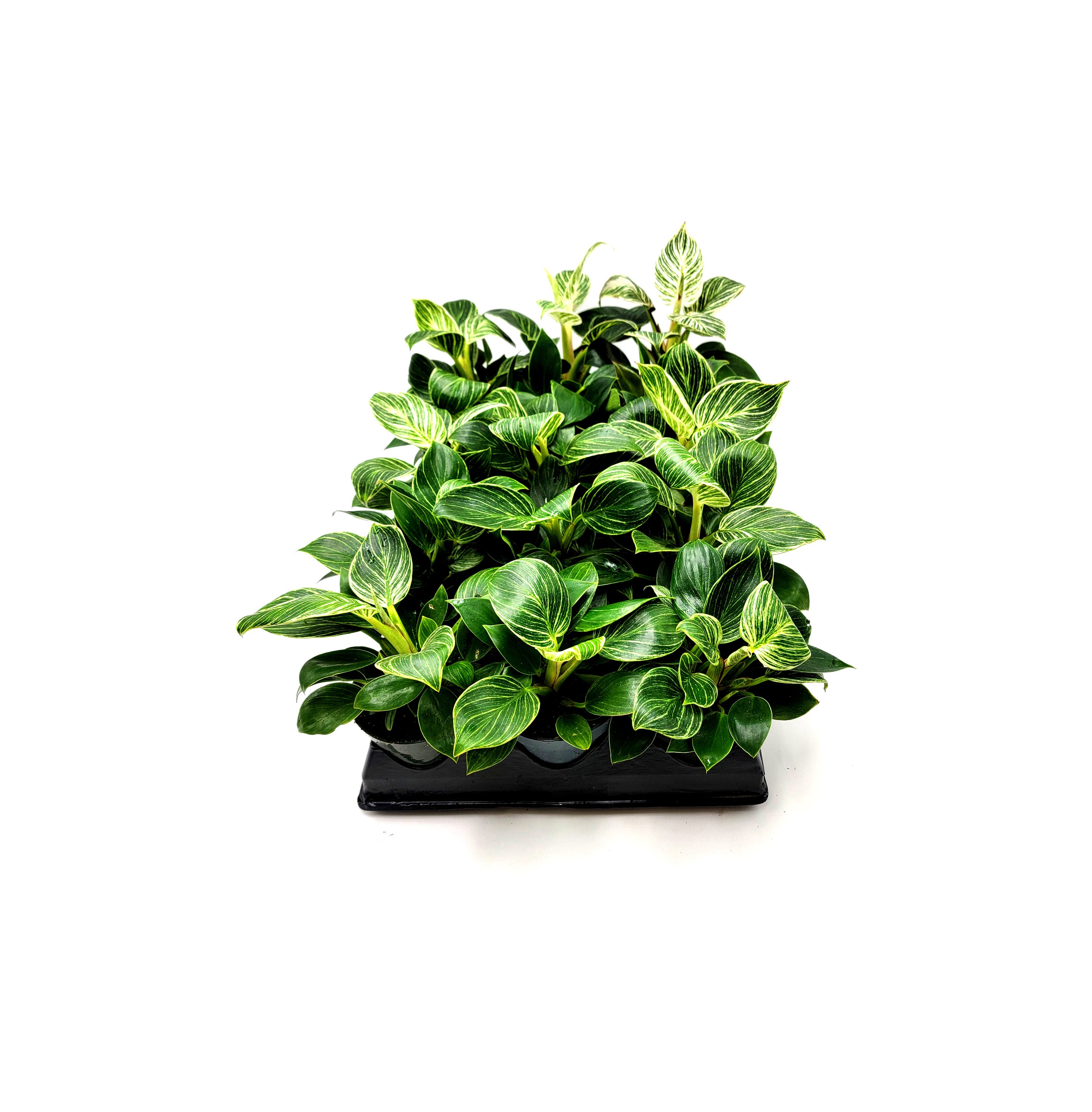 Wholesale Plants, Bulk Philodendron Birkin for Volume Discount, Group Order, Retail 6 4 Pots Etsy