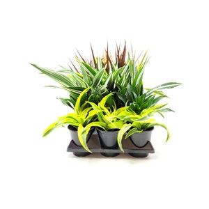 May include: A set of six small potted plants in black pots. The plants are a mix of green and yellow foliage.