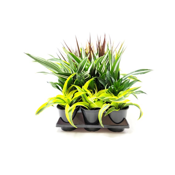 10-PK of Dracaena Varieties in 4-inch Pots Indoor Plants for Volume  Discount, Group Order, Home Dcor - Etsy