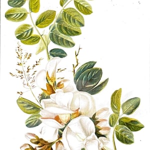 Vintage Botanical Plate - Digital File