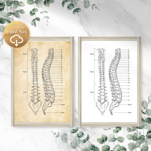 Chiropractic Spine Wall Art Perfect for Chiropractic Office Decor and Chiropractic Gifts Anatomy Gifts Physical Therapy Art Anatomy Posters