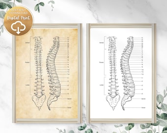 Chiropractic Spine Wall Art Perfect for Chiropractic Office Decor and Chiropractic Gifts Anatomy Gifts Physical Therapy Art Anatomy Posters