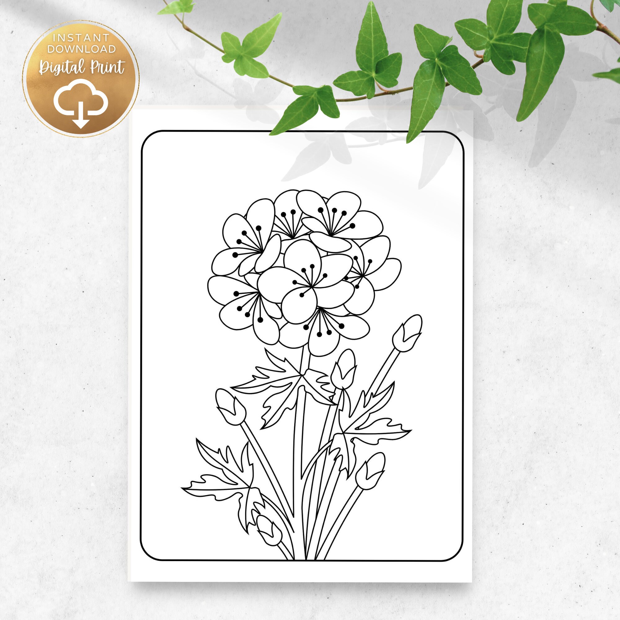 Amazon KDP Coloring Book KDP Interior Bundle Floral Coloring Etsy