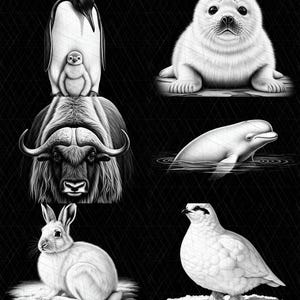 Könnte beinhalten: Eine Sammlung von zehn schwarz-weißen Illustrationen arktischer Tiere, darunter ein zusammengerollter Fuchs, ein Walross, ein Pinguin mit Küken, ein Robbenbaby, ein Moschusochse, ein Beluga-Wal, ein Hase, ein Alpenschneehuhn, ein Luchs und ein Vielfraß.