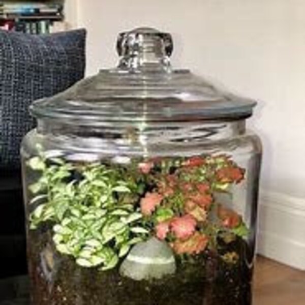 Terrarium Kit Closed Etsy