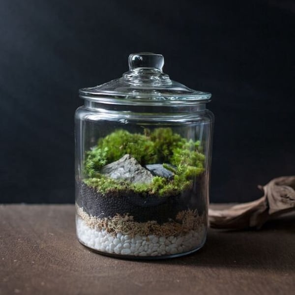 Terrarium, Terrarium Kit, Closed Terrarium, Glass Terrarium kit, Complete DIY Terrarium kit, Eco System