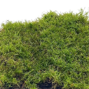 Fresh Live Moss - Ideal for DIY Terrariums, Miniature Bonsai, Potted Plants, Reptiles, Succulents, Orchids, Home Decor, and Moss Art