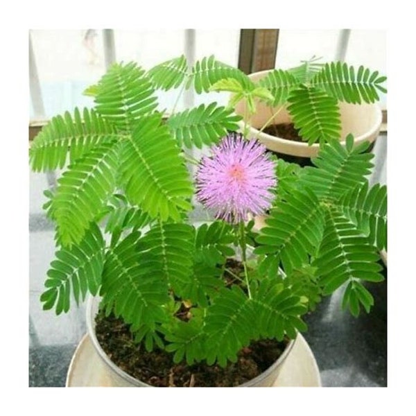 Tickle Plant, “Touch Me Not Plant” seeds for all year round, Mimosa Pudica, fun & easy to grow kit, Zombie Plant, Sensitive Plant Gift Set