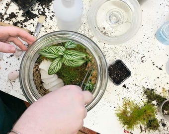 DIY Terrarium Starter Kit, Slate, Moss, and Soil