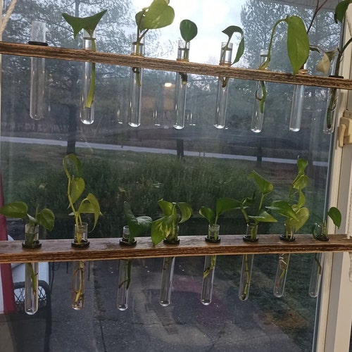 Glass Propagation Station Tubes With Wood Stand Etsy