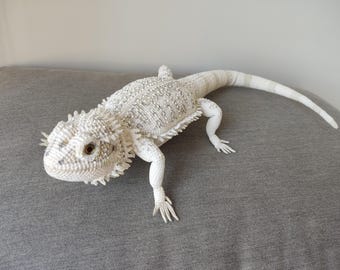 Ready to ship. White agama, bearded dragon. Crocheted interior soft lizard figurine. Reptile bearded dragon doll crocheted. Morph agama