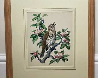 Watercolour "Chirping Song Thrush Bird" By Charles Frederick Tunnicliffe OBE RA