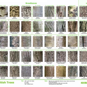 Bark of British Trees - identification poster - download