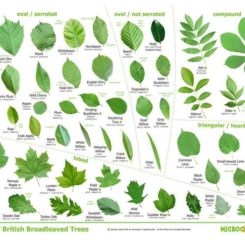 Tree Leaves Identification Poster British Species - Etsy