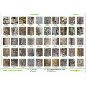 Boomschors Identificatie Poster - Britse Soorten