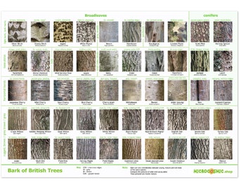 Tree Bark Identification Poster - British Species