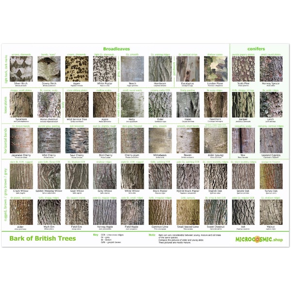 Tree Bark Identification Poster - British Species