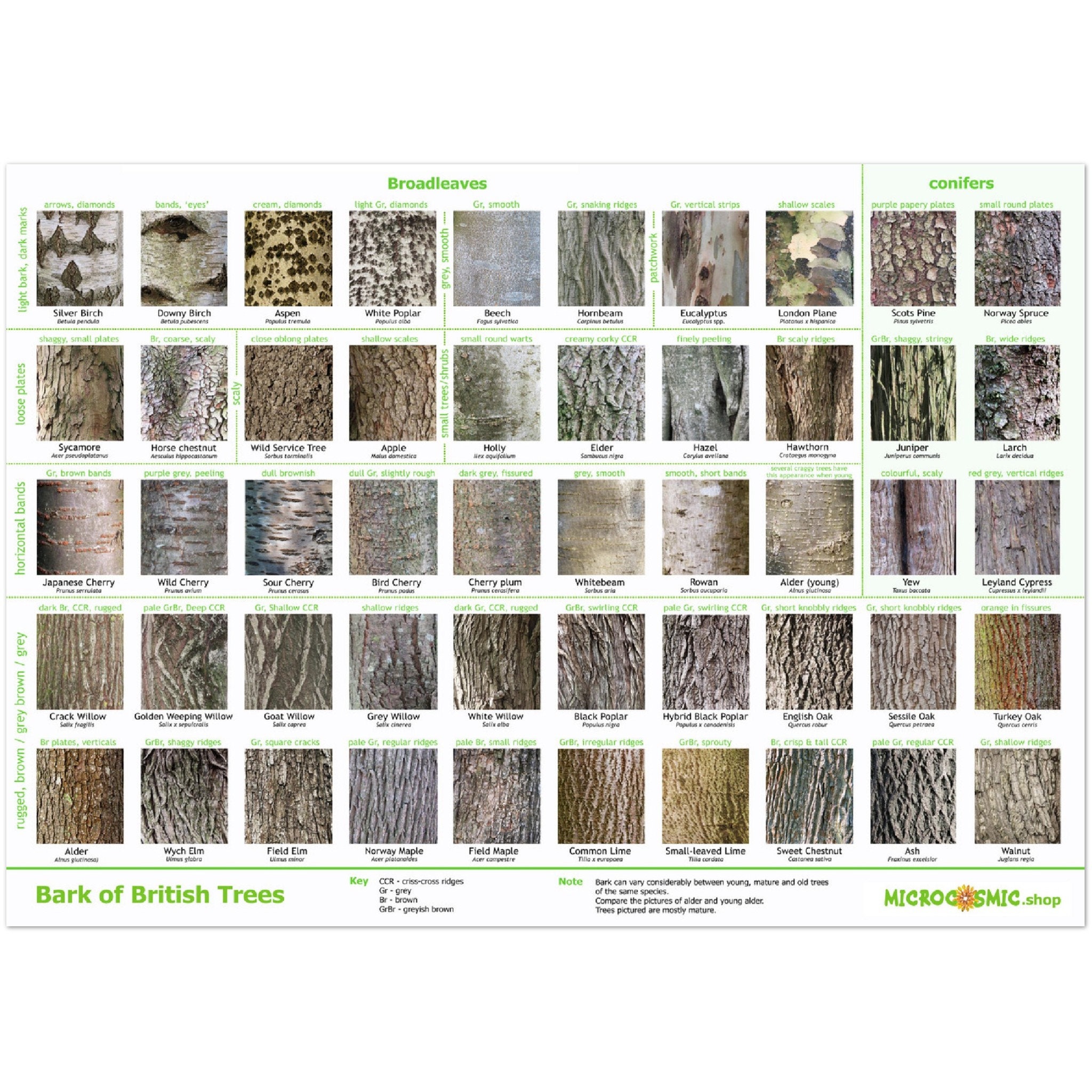 Tree Bark Identification Poster British Species Etsy