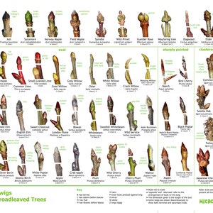Tree Buds Identificatie poster - Britse soorten
