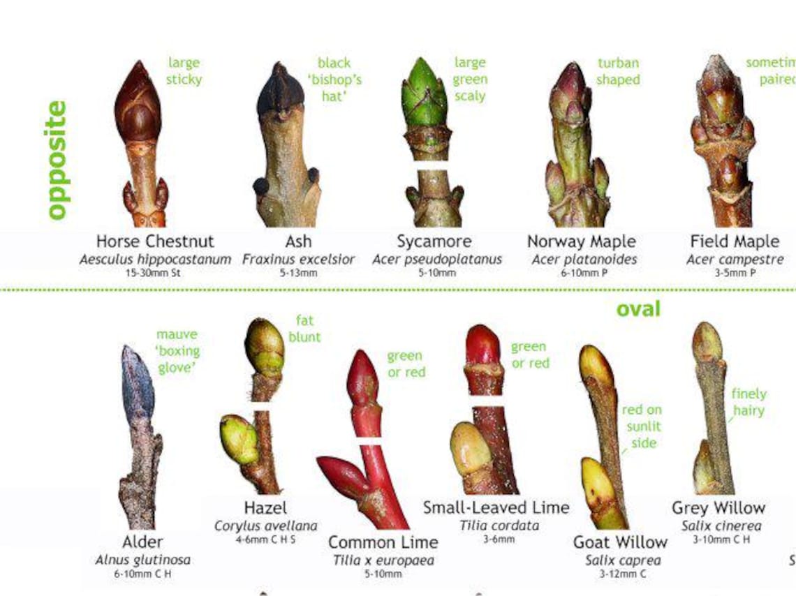 Tree Buds Identification Poster - British Species - Etsy