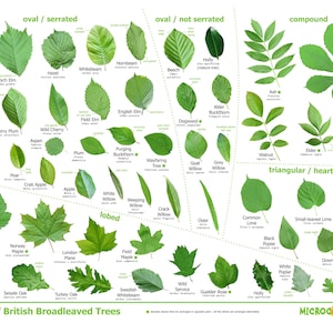 Leaves of British Trees - identification poster - download