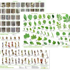 May include: A detailed educational poster showcasing the bark, leaves, and buds of British trees. The poster includes labeled diagrams of various tree species, with text identifying each element. Ideal for educational use and nature enthusiasts.