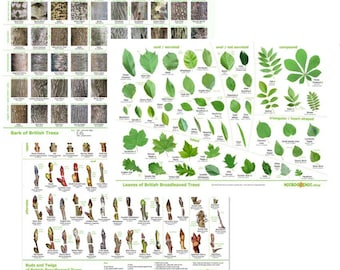 Tree identification bundle - downloads - leaves, bark, buds posters (UK species)