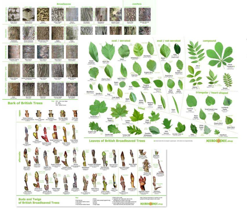 Tree Identification Bundle - Downloads - Leaves, Bark, Buds Posters (UK ...