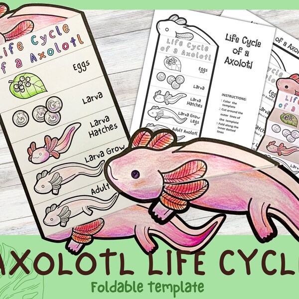 Axolotl Life Cycle Foldable | Amphibian life cycle  Learning Activity For Kids | A4 and 11x8.5 inch | Digital Download |