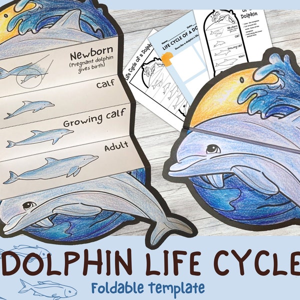 Foldable Dolphin Life Cycle Learning Activity For Kids | A4 and 11x8.5 inch | Digital Download |