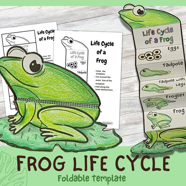 Foldable Frog Life Cycle Learning Activity For Kids | A4 and 11x8.5 inch | Digital Download |