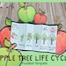 Foldable Sunflower Life Cycle Learning Activity for (Instant Download ...