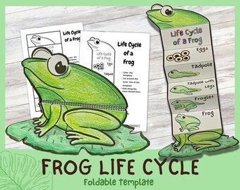 Foldable Frog Life Cycle Learning Activity For Kids | A4 and 11x8.5 inch | Digital Download |