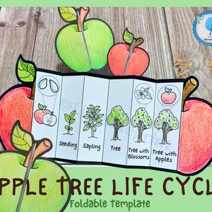 Actividad de aprendizaje plegable del ciclo de vida de Apple para niños / A4 y 11x8,5 pulgadas / Descarga digital / Aprendizaje Montessori