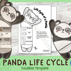 Actividad de aprendizaje del ciclo de vida de Panda para niños / Plegable / A4 y 11x8.5 pulgadas / Descarga digital /