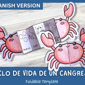 Actividad de aprendizaje del ciclo de vida del cangrejo ESPAÑOL para niños / Aprendizaje Montessori / A4 y 11x8.5 pulgadas / Descarga digital /