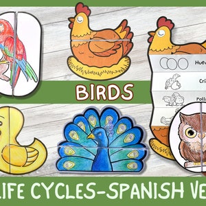 SPANISH Bird Life Cycle Bundle of 6 Templates | Duck, chicken, penguin, parrot | Learning Activity For Kids | A4 | Digital Download