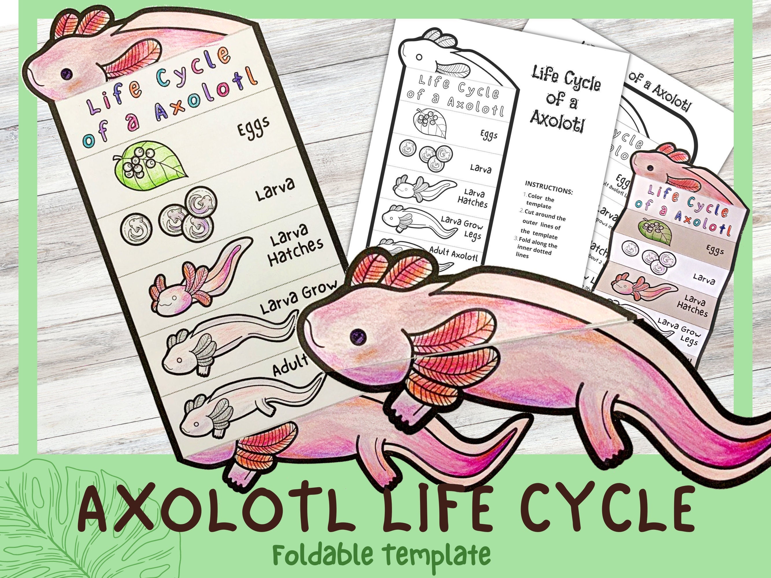 Set of 6 Axolotl Fridge Magnets or Axolotl Pin Pinback Buttons