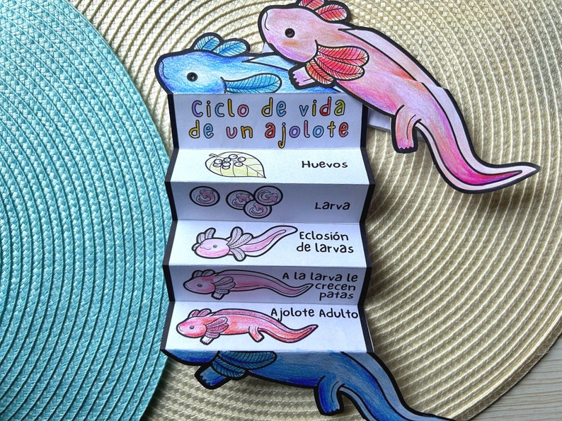 SPANISH Life Cycle of a Axolotl Foldable Life Cycle Craft Digital Download Montessori Kids Learning A4 and 11x8.5 inch image 3