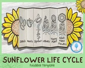Foldable Sunflower Life Cycle Learning Activity For Kids | A4 and 11x8.5 inch | Digital Download | Sunflower Unit Study | Montessori Crafts