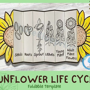 Actividad de aprendizaje plegable del ciclo de vida del girasol para niños / A4 y 11x8.5 pulgadas / Descarga digital / Estudio de unidad de girasol / Manualidades Montessori