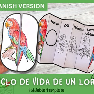 Actividad de aprendizaje del ciclo de vida del loro ESPAÑOL para niños / Aprendizaje Montessori / A4 y 11x8.5 pulgadas / Descarga digital / Hoja de trabajo imprimible /