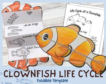 Foldable Clownfish Life Cycle Learning Activity For Kids | A4 and 11x8.5 inch | Digital Download | Montessori Craft