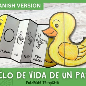SPANISH Life Cycle of a Duck | Foldable Life Cycle Craft | Science Crafts | Digital Download | Montessori Kids Learning | A4 and 11x8.5 inch