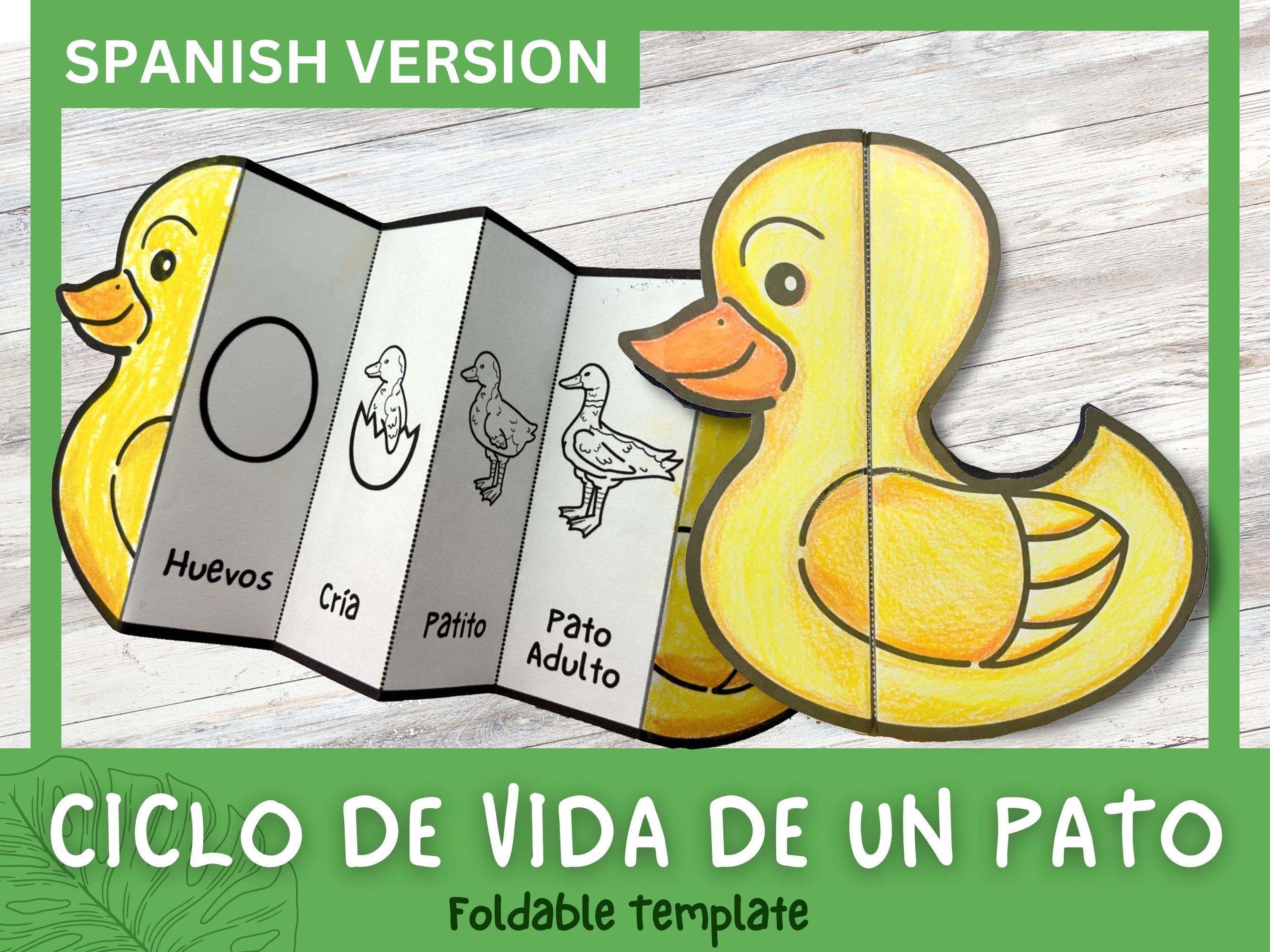 Foldable Duck Life Cycle Learning Activity for Kids A4 and 11x8.5