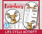 REINDEER Life Cycle Foldable Template | Christmas Activities, Christmas Coloring Page | Learning Activity For Kids | Science Worksheets