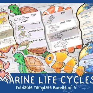 May include: A set of six printable foldable templates for teaching children about marine life cycles. The templates feature illustrations of sea turtles, clownfish, seahorses, and dolphins in different stages of their life cycles. The text on the templates includes the words "Eggs", "Hatchling", "Juvenile Turtle", "Adult Turtle", "Larval Stage", "Juvenile Clownfish", "Adult Clownfish", "Newborn", "Calf", "Growing Calf", and "Adult".