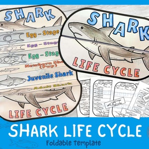 Cycle de vie d'une activité scientifique sur les requins pour les enfants | Artisanat pliable | Unité océanique | Téléchargement numérique | A4 | Couper et coller